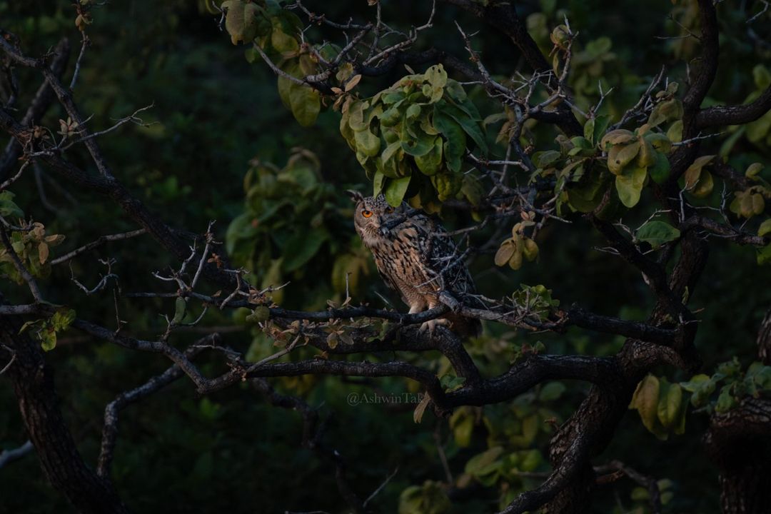 Indian eagle owl with orange eyes perched in a tree at dusk