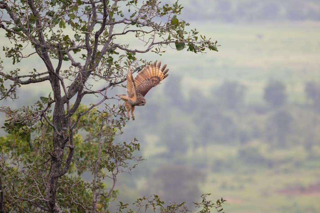An owl taking off from a branch with wings raised