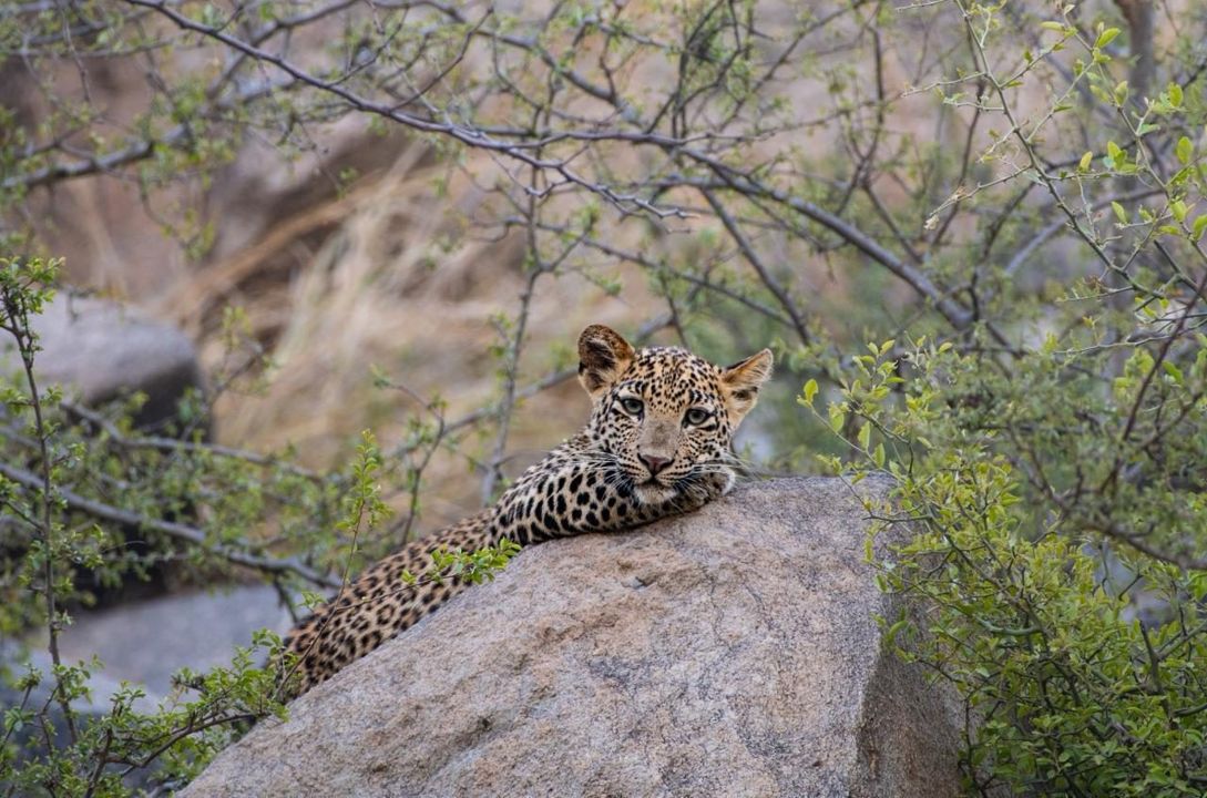 Leopard resting its head on a granite boulder