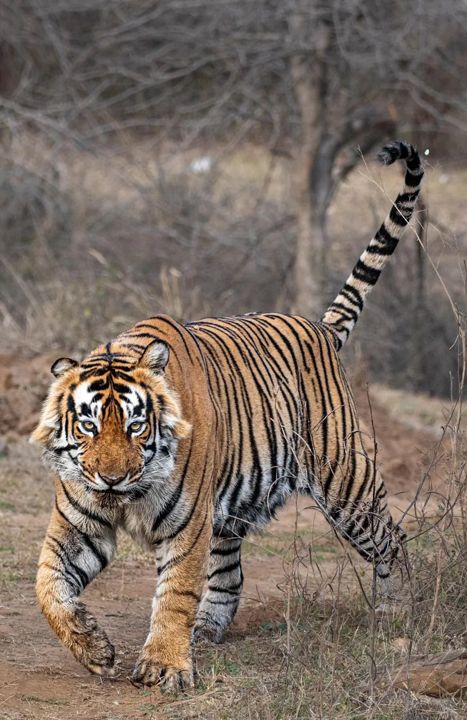 Tiger walking along a dry forest track at Ramgarh Vishdhari Tiger Reserve
