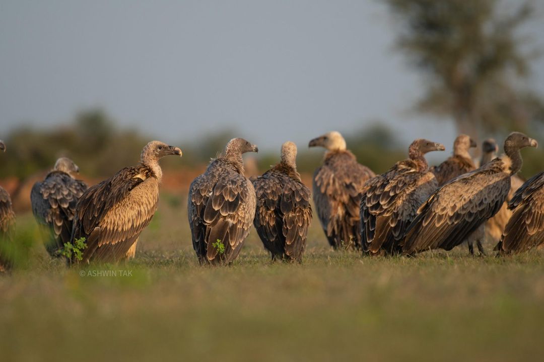 A group of vultures standing on grass in warm evening light