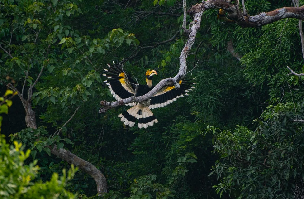 Great hornbill in flight through a Southeast Asian forest canopy
