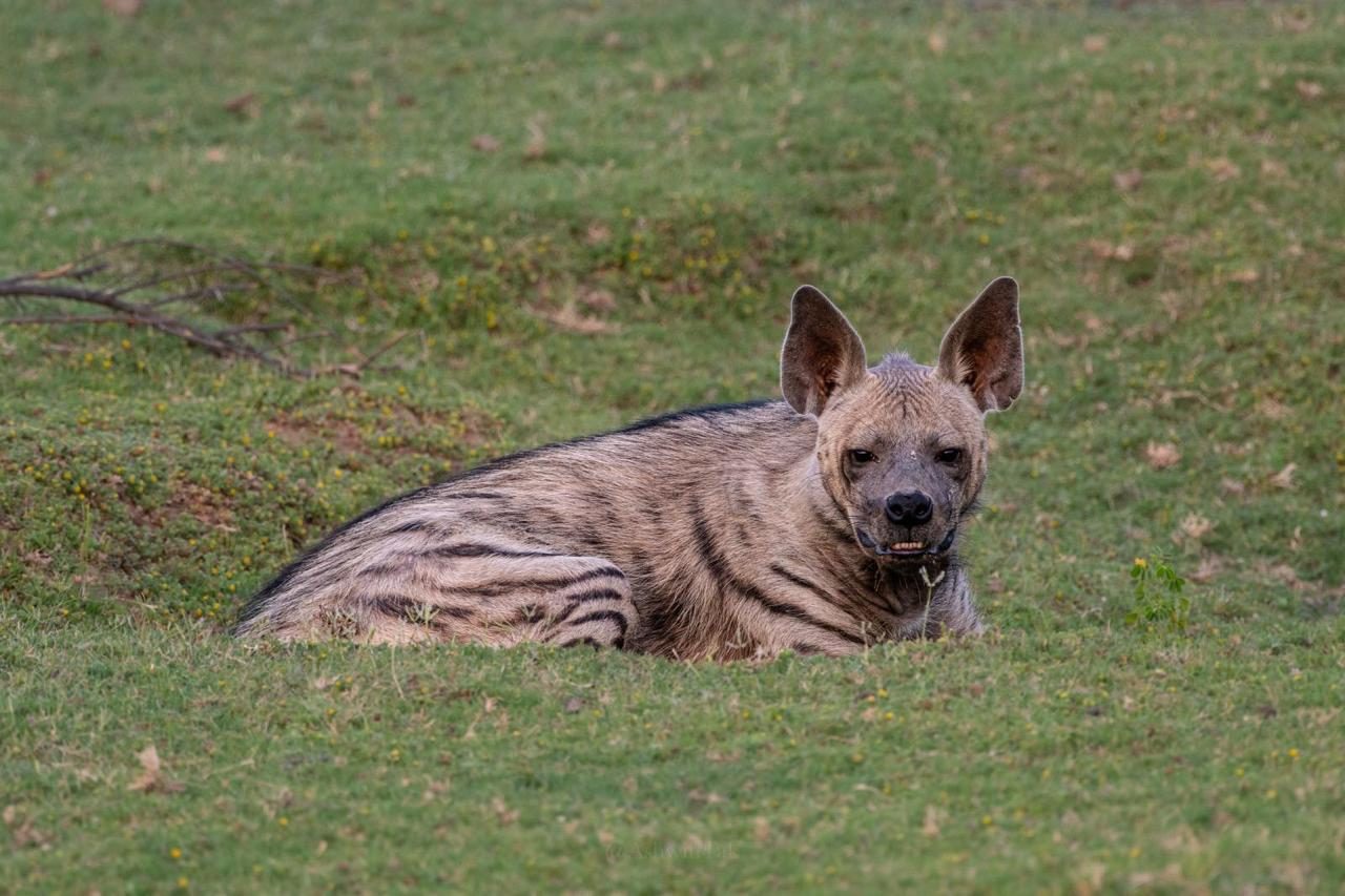Striped hyena resting on grass