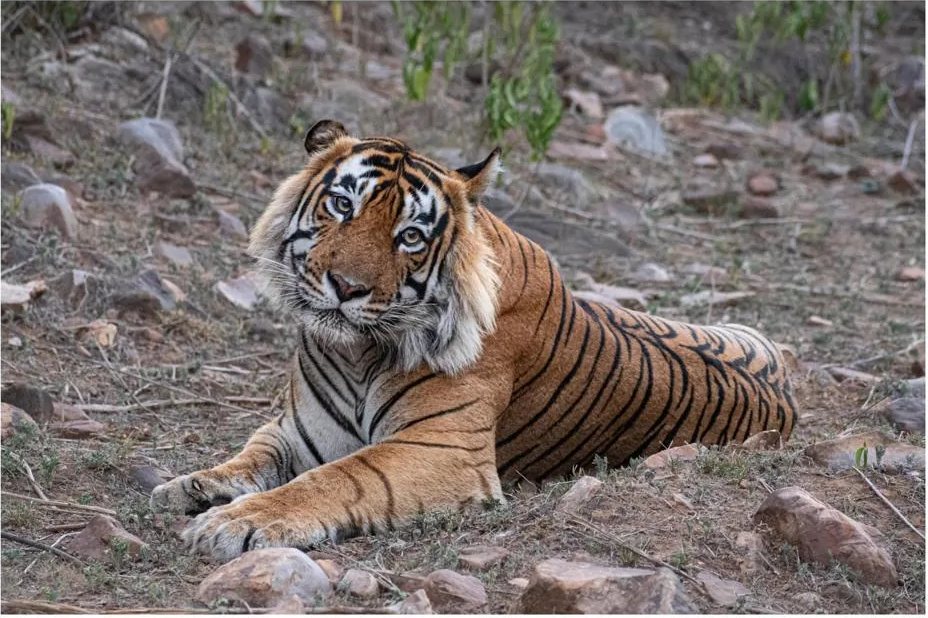 Tiger resting on rocky ground at Sariska Tiger Reserve
